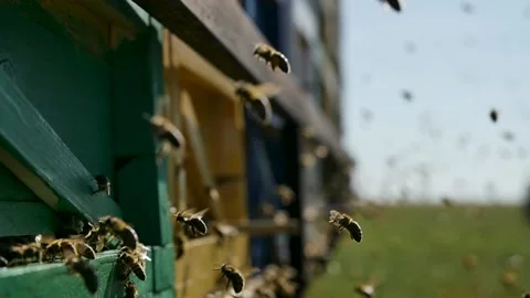 Bees fly to the beehive Stock Footage 151808925