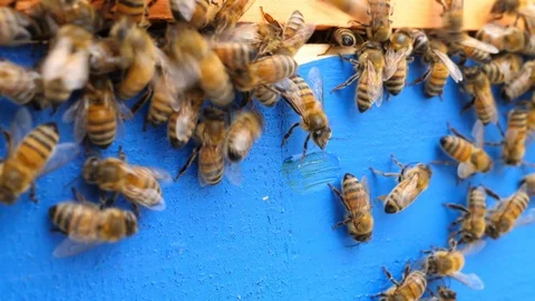 Bees fly from beehive, macro shot, 4K UHD Stock Footage 94173925
