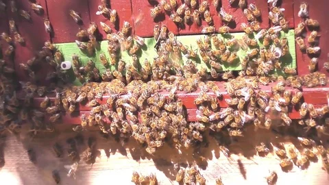 Bees fly from beehive - slow motion Stock Footage 71763774