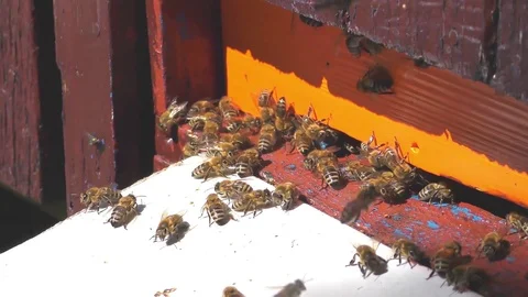 Bees fly from beehive - slow motion Видео 71763864