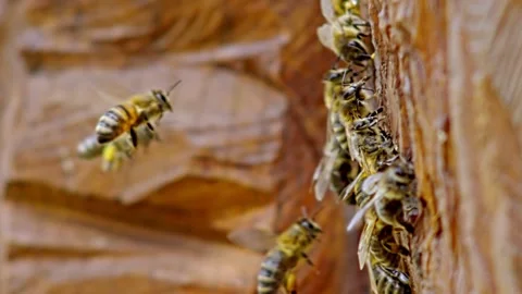 Bees fly to the beehive in slow motion 스톡 동영상 131370482