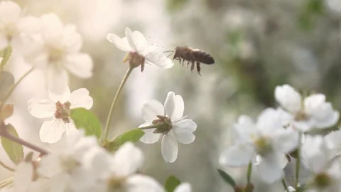 Bees fly to Blossoming Tree, slow motion Stock Footage 76011978
