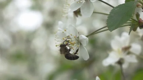 Bees fly to Blossoming Tree, slow motion Stock Footage 76012103