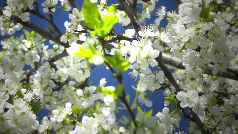 Bees fly in a blossoming tree. Slow motion. Stockbeeldmateriaal 76189331