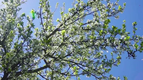 Bees fly in a blossoming tree. Slow motion. 库存影片 76194451