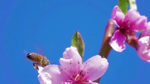 Bees fly in a blossoming tree. Slow motion. Stock Footage 80450476