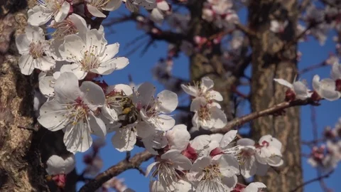 Bees fly to Blossoming Tree, slow motion 스톡 동영상 107054700