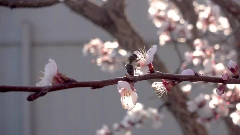 Bees fly to Blossoming Tree, slow motion Stock-Footage 107056456