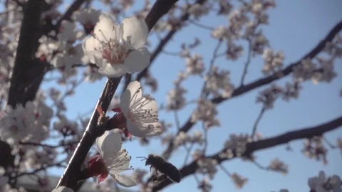 Bees fly to Blossoming Tree, slow motion 스톡 동영상 107385020