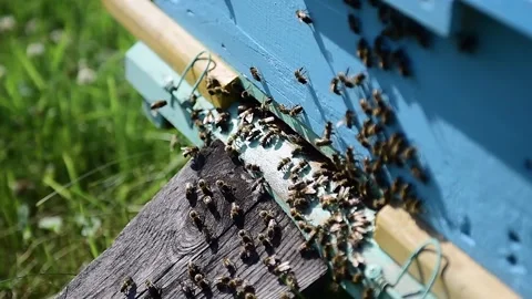 Bees fly into blue wooden hive, entrance close-up. Video stock 167400970