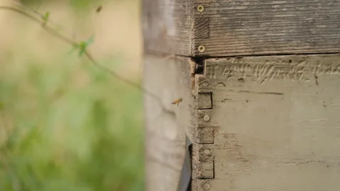 Bees fly into building Close Up Stock Footage 263146897