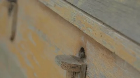 Bees fly in evidence Stock Footage 68045314