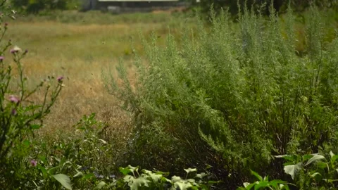 Bees fly in the field. Many bees fly in different directions. Slow motion. Stock Footage 204937969