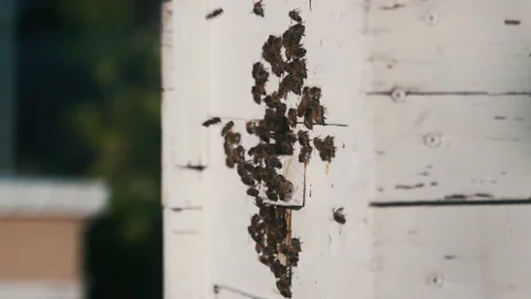 Bees fly into the hive after a few years, taphole. Honey, a beehive. Stock Footage 231822014