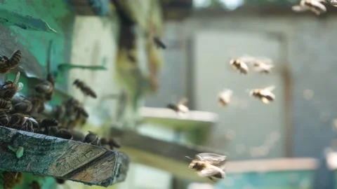 Bees fly up to the hive in the apiary Stock Footage 157212377
