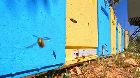 Bees fly into the hive in the apiary. Stock Footage 235318036