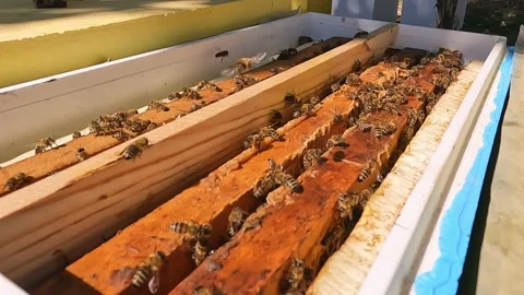 Bees fly into the hive in the apiary. Stock Footage 235318294