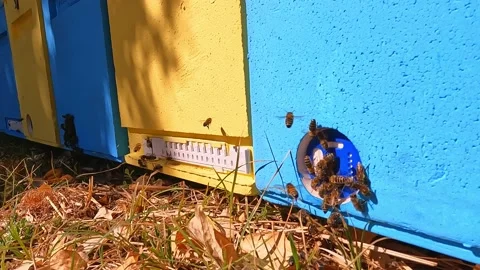 Bees fly into the hive in the apiary. Stock Footage 235424286
