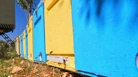 Bees fly into the hive in the apiary. Stock Footage 242022479