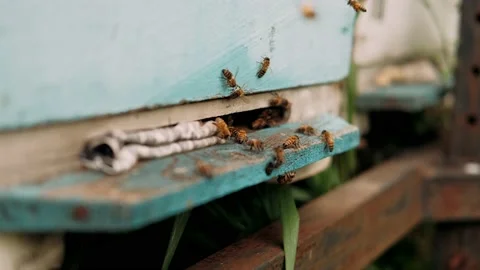 Bees fly up to the hive in the apiary. Harvesting honey in summer. Stock Footage 163990147