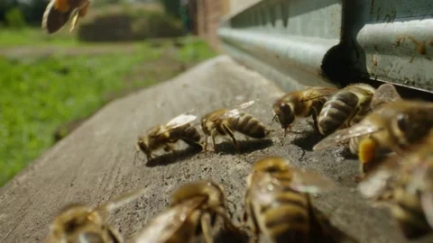 Bees fly up to the hive in the apiary, land on the notch and crawl Stock Footage 218993073