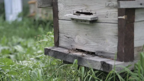 Bees fly into the hive in the apiary in the summer Stock Footage 132391497