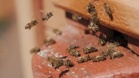 Bees fly into a hive, bear pollen on the paws Stock Footage 129194111