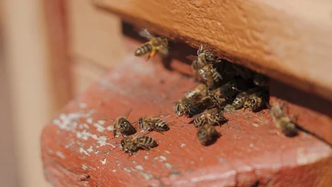 Bees fly into a hive, bear pollen on the paws Stock-Footage 129194153