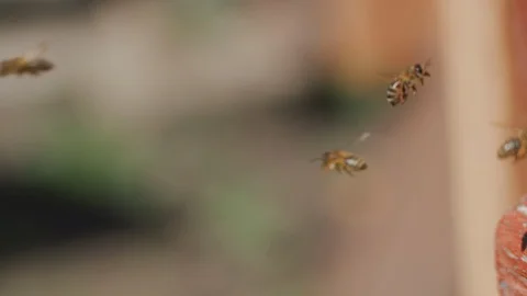 Bees fly into a hive, bear pollen on the paws Stock Footage 129194207