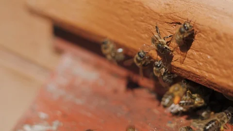 Bees fly into a hive, bear pollen on the paws Stock-Footage 129194310
