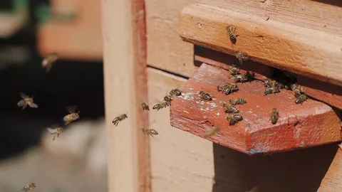 Bees fly into a hive, bear pollen on the paws Stock Footage 129228835
