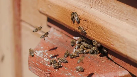 Bees fly into a hive, bear pollen on the paws Video stock 129228942