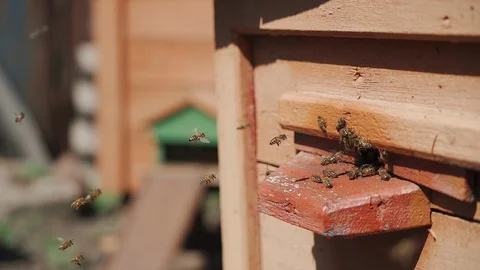 Bees fly into a hive, bear pollen on the paws Stock Footage 129229007