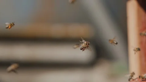 Bees fly into a hive, bear pollen on the paws Stock Footage 129229022