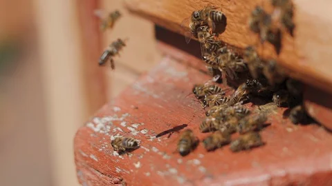 Bees fly into a hive, bear pollen on the paws Stock Footage 129229130