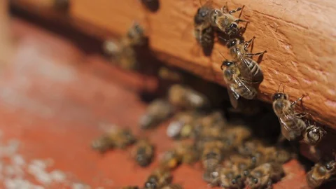 Bees fly into a hive, bear pollen on the paws Stock Footage 129229226