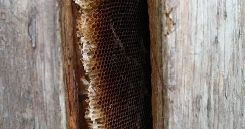 The bees fly into the hive. the bees return to the hive Stock Footage 152592125