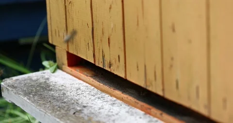 The bees fly into the hive. the bees return to the hive Stock Footage 152592176