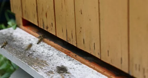 The bees fly into the hive. the bees return to the hive Stock Footage 152592230