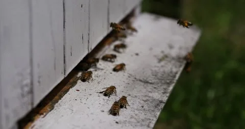 The bees fly into the hive. the bees return to the hive Stock Footage 152592259