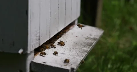 The bees fly into the hive. the bees return to the hive Stock Footage 152592318