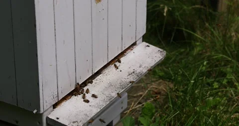 The bees fly into the hive. the bees return to the hive Stock Footage 152592368