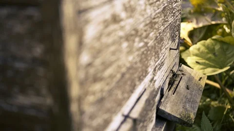 Bees fly to hive box Stock-Footage 94316381