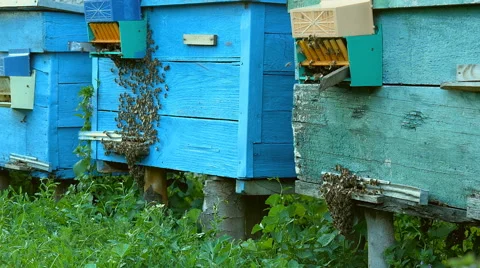 Bees fly into the hive entrance is bringing pollen Stock Footage 64936779