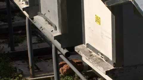Bees fly in the hive Stock-Footage 36112271