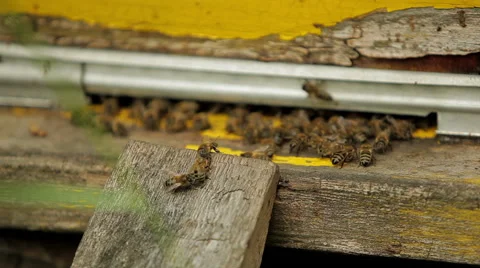Bees fly into the hive Stock Footage 46533706