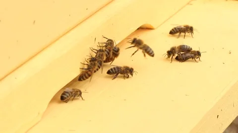 Bees fly to the hive Stock Footage 50855556