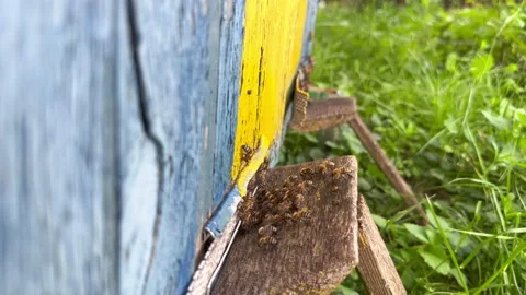 Bees fly into the hive Stock Footage 246127821