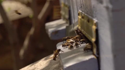 Bees fly into the hive macro, slow motion. Honey harvest, Bee bread, nectar 스톡 동영상 166885444