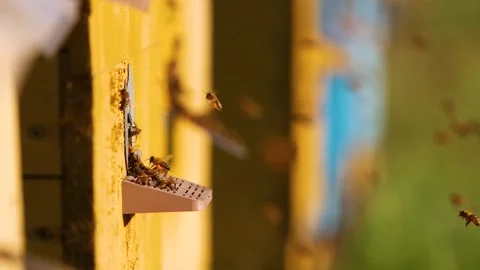 Bees fly to the hive with nectar in the evening Stock Footage 303762134
